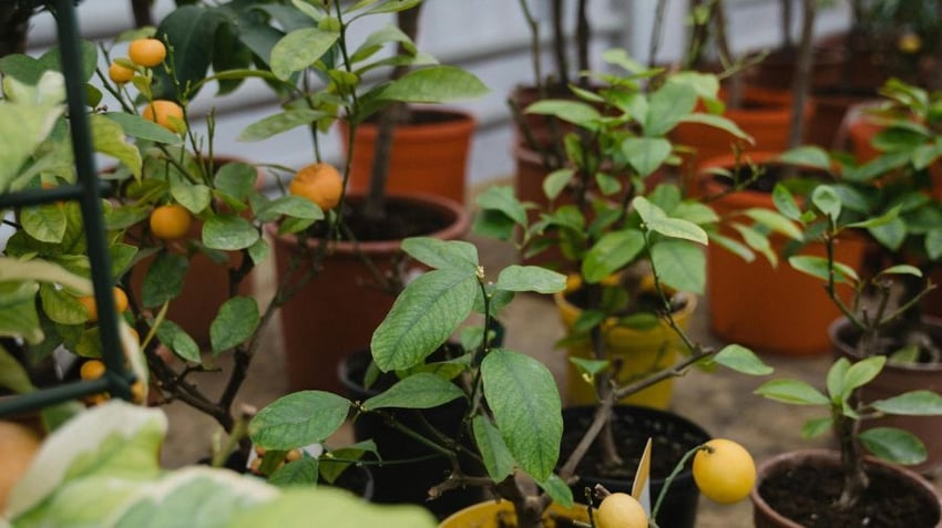 Fruit trees in pots