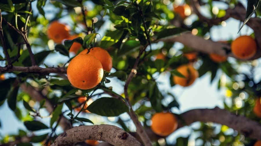 Orange tree